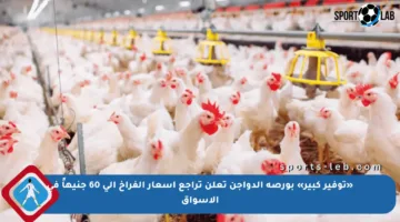 «توفير كبير» بورصة الدواجن تعلن تراجع أسعار الفراخ إلى 60 جنيهاً في الأسواق